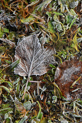 Raureif auf einer Wiese