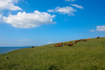 Cows on a cliff-top pasture by the South-West Coast Path, Roseland Peninsula, Cornwall, UK
