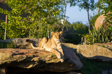 A lion who lives in a zoo lies on the green grass, plays with a lioness and walks