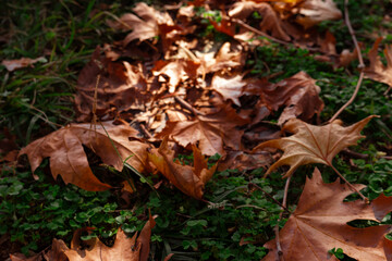 autumn leaves on the ground