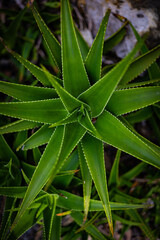 Obraz premium Floral background formed by aloe-vera leaves