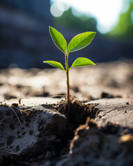 Visualize a seedling, a young plant, sprouting from a crack in a boulder or concrete ground.