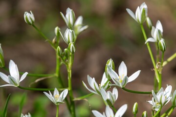 Garden star of bethlehem (ornithogalum umbellatum) flowers in bloom