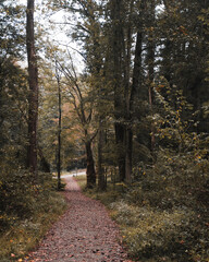 path in autumn forest