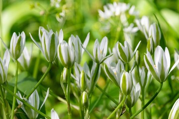 Garden star of bethlehem (ornithogalum umbellatum) flowers in bloom