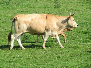 Naklejka na ściany i meble beautiful cows grazing in the meadow animals farm milk meat