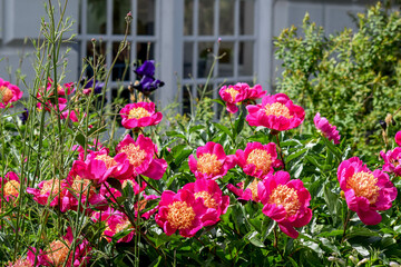 Fototapeta na wymiar Pink peonies in the garden on a sunny day