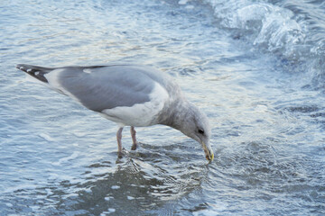 Seagull on a beach near the Lions Gate Bridge at Stanley Park in Vancouver, British Columbia, Canada