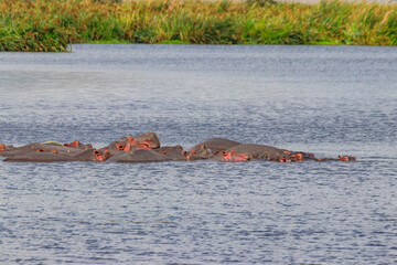 Group of hippos (Hippopotamus amphibius) in a lake in Ngorongoro Crater national park, Tanzania