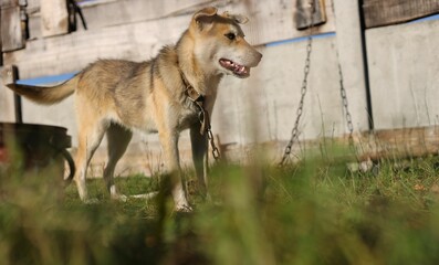 Fototapeta premium dog running in the grass