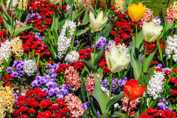 Colorful beautiful spring flowers on flowerbed in the garden