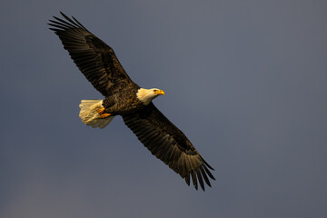 Bald Eagle (Haliaeetus leucocephalus) in Flight