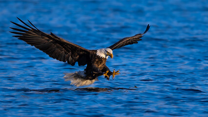 Bald Eagle (Haliaeetus leucocephalus) catching Fish
