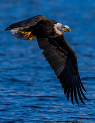 Bald Eagle (Haliaeetus leucocephalus) with Fish
