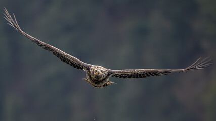 Bald Eagle (Haliaeetus leucocephalus) in Flight