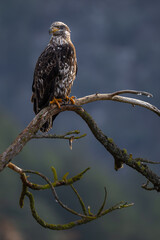 Perching Young Bald Eagle (Haliaeetus leucocephalus)