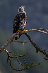 Perching Young Bald Eagle (Haliaeetus leucocephalus)