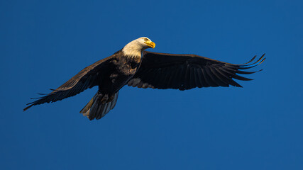 Bald Eagle (Haliaeetus leucocephalus) in Flight