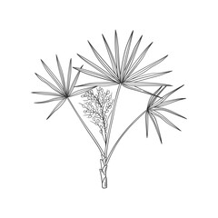 Saw Palmetto or Serenoa repens hand drawn medicinal tree. Black and white botanical vector illustration