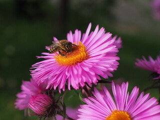 Pszczoła zbierająca pyłek - obrazy, fototapety, plakaty