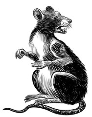 Angry rat. Hand-drawn black and white drawing