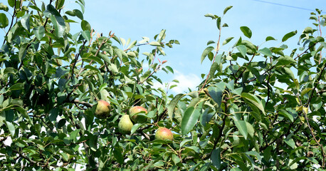 pear with traces of scab on the fruit, close-up