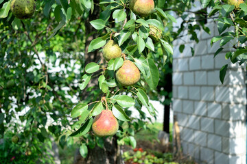pear with traces of scab on the fruit, close-up