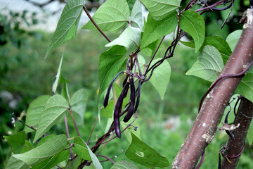 climbing bush of burgundy beans on a trellis, close-up
