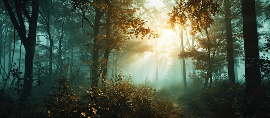 The most beautiful forest with mystical and mysterious views and atmospheric sunrises in the early...