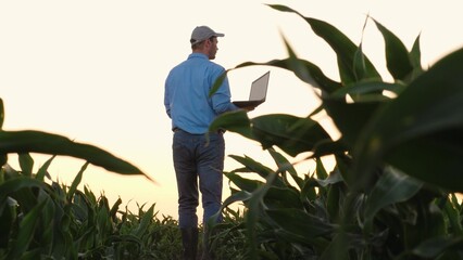 Agriculturist inspects corn plants growth using laptop at country field. Agronomist gathers data...
