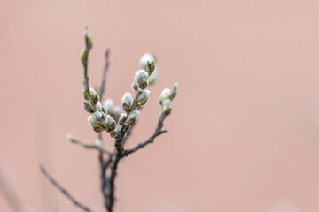 willow branch on a pink background. appearance of the first leaves.