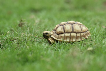 tortoise, sulcata, a sulcata tortoise walking on a stretch of grass