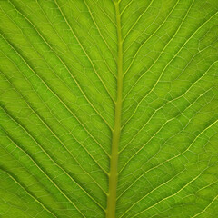 Close up of Leaf texture