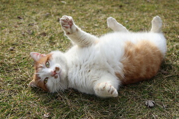white and ginger cat lying on grass