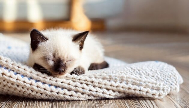 Young kitten cat sleeping on knitted blanket