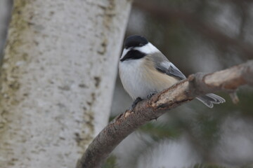 La Plaine 1 Janvier 2024