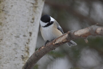 La Plaine 1 Janvier 2024