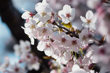 Obraz premium Delicate white blossoms blooming in spring sunlight, perfect for seasonal themes, nature and renewal concepts.