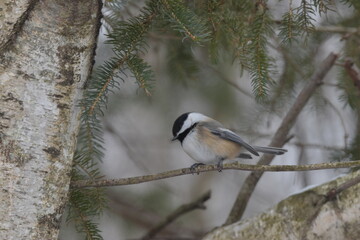 La Plaine 1 Janvier 2024