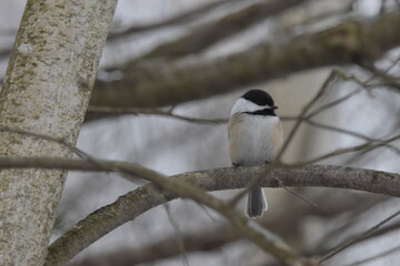 La Plaine 1 Janvier 2024