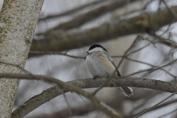 La Plaine 1 Janvier 2024
