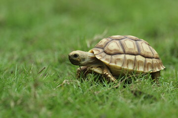 tortoise, sulcata, a sulcata tortoise walking on a stretch of grass