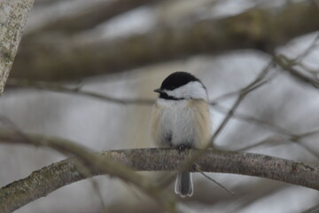 La Plaine 1 Janvier 2024
