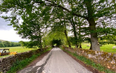 A cloudy evening on a rural road near Keighley, with mossy walls, sheep, a tractor, and trees.
