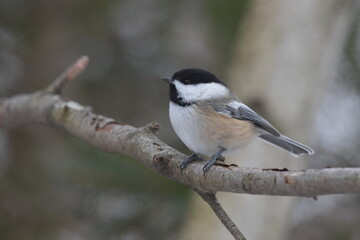 La Plaine 1 Janvier 2024