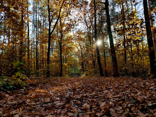 autumn forest postcard horizontal