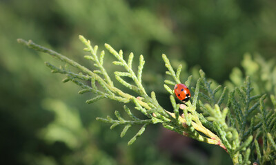 seven-spot ladybird on juniper branch