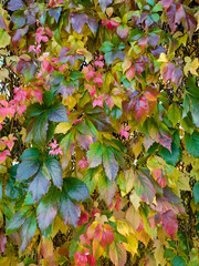 autumn vertical postcard with leaves