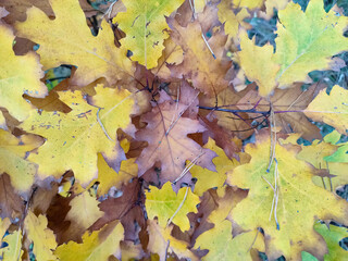 close-up of autumn leaves horizontally