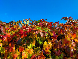 colorful autumn leaves against the blue sky